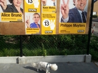 verkiezing 2014
