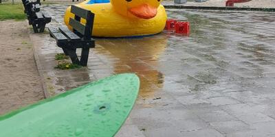 eend in de regen